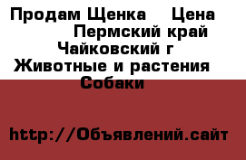 Продам Щенка  › Цена ­ 4 000 - Пермский край, Чайковский г. Животные и растения » Собаки   